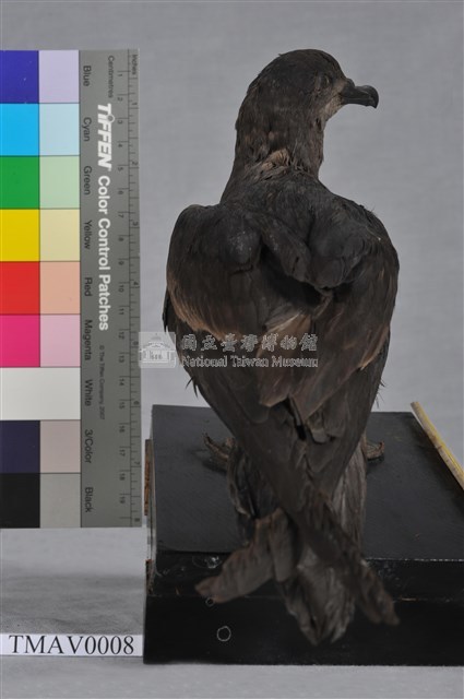 Bulwer's Petrel Collection Image, Figure 5, Total 8 Figures