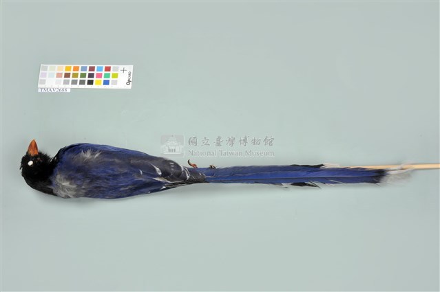 臺灣藍鵲藏品圖，第13張