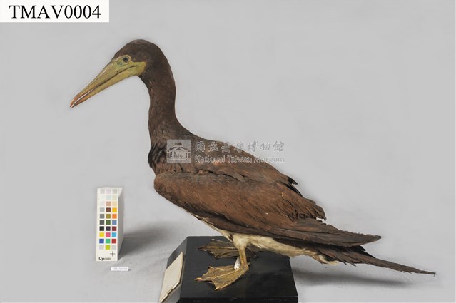 白腹鰹鳥藏品圖，第5張