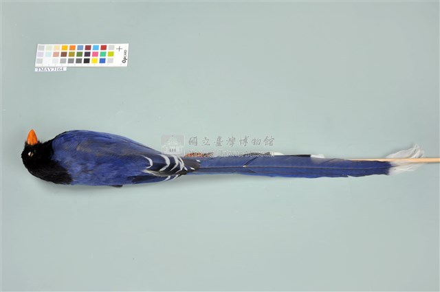 臺灣藍鵲藏品圖，第13張