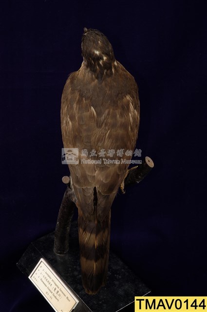 鳳頭蒼鷹藏品圖，第10張