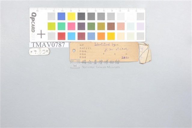 RuddyKingfisher Collection Image, Figure 9, Total 9 Figures