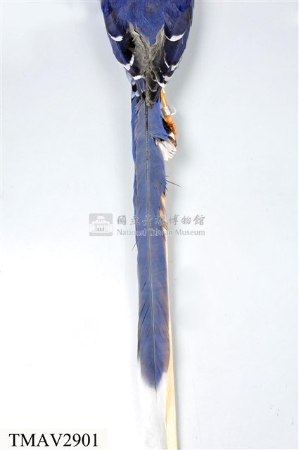 臺灣藍鵲藏品圖，第17張