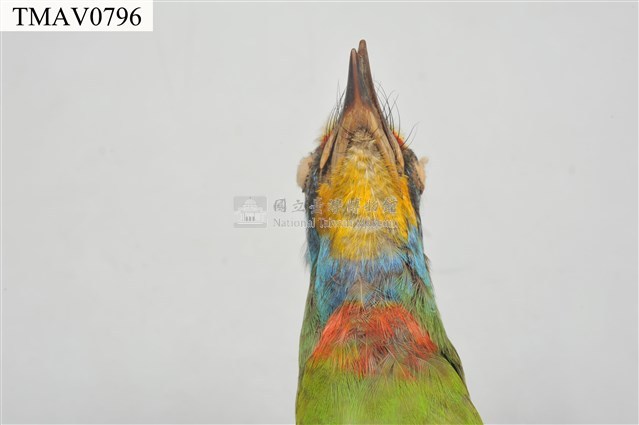 五色鳥藏品圖，第19張