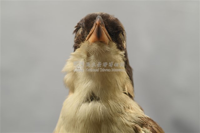 Rufous-backed Shrike Collection Image, Figure 10, Total 14 Figures