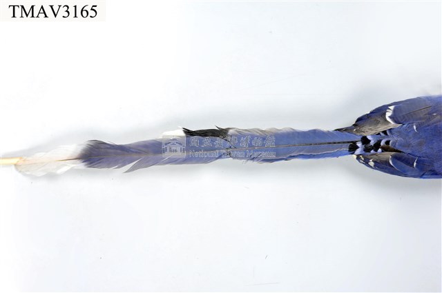 臺灣藍鵲藏品圖，第17張