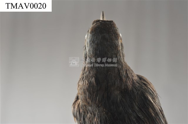藍磯鶇藏品圖，第14張
