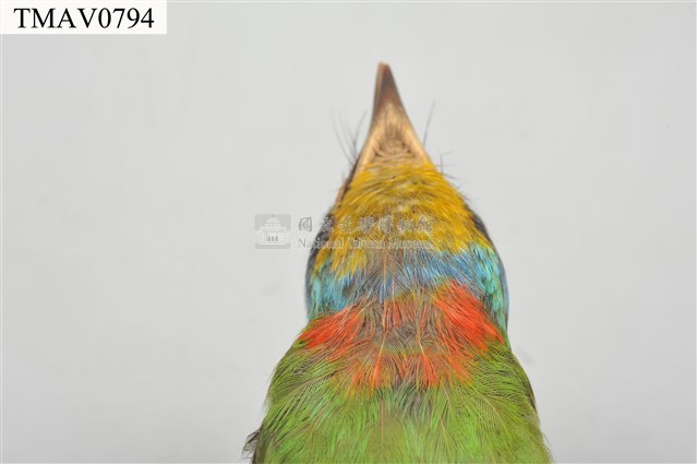 五色鳥藏品圖，第19張