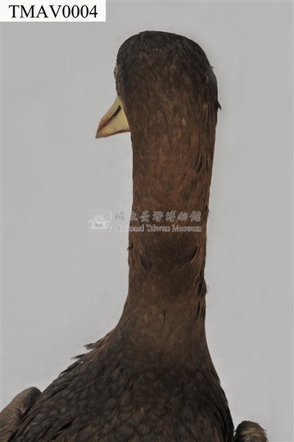 白腹鰹鳥藏品圖，第10張