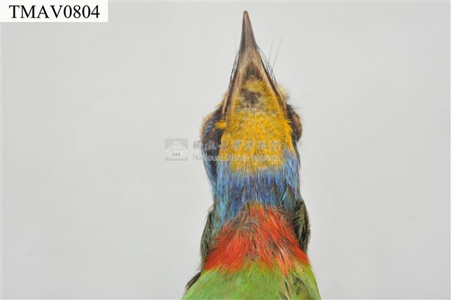 五色鳥藏品圖，第19張