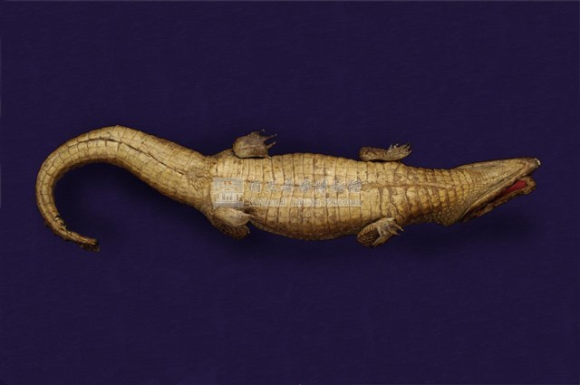 Spectacled caiman Collection Image, Figure 11, Total 12 Figures