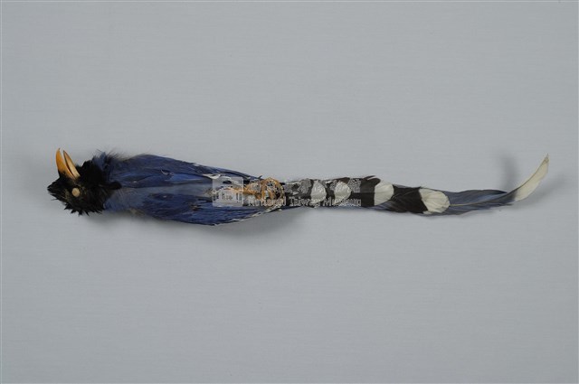 臺灣藍鵲藏品圖，第9張