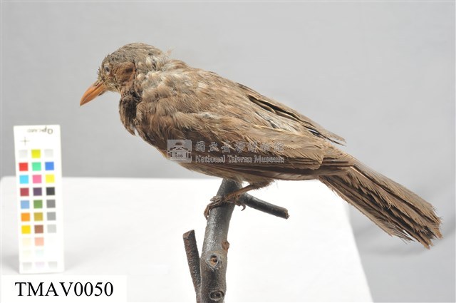 Brown-eared Bulbul Collection Image, Figure 1, Total 13 Figures