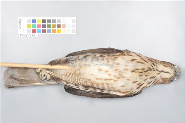 鳳頭蒼鷹藏品圖，第12張