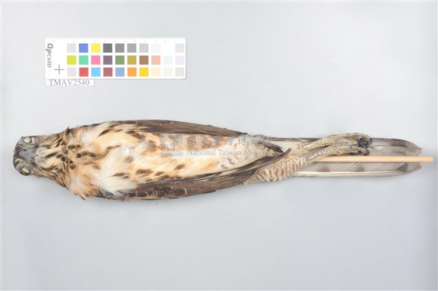鳳頭蒼鷹藏品圖，第10張