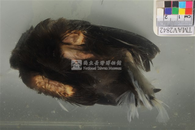 臺灣藍鵲藏品圖，第3張