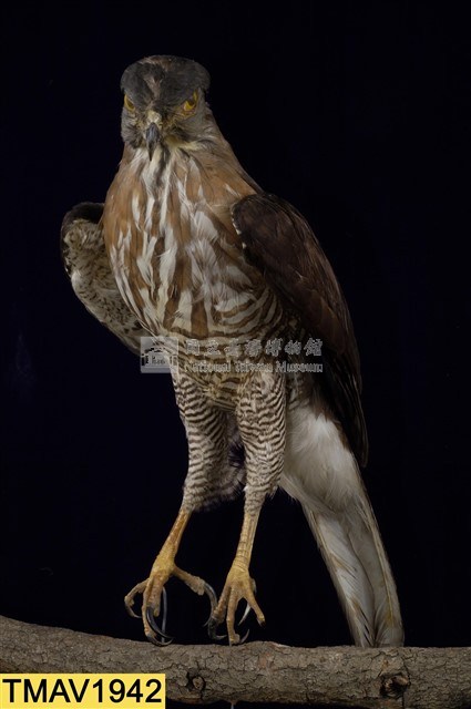 鳳頭蒼鷹藏品圖，第6張
