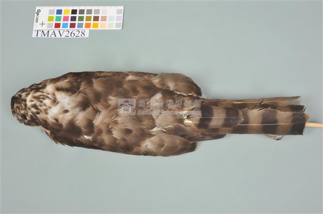 鳳頭蒼鷹藏品圖，第10張