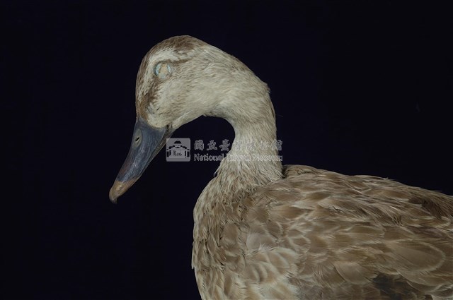 Spot-billed Duck Collection Image, Figure 12, Total 13 Figures