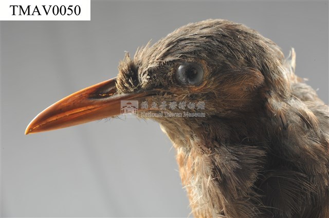 Brown-eared Bulbul Collection Image, Figure 8, Total 13 Figures