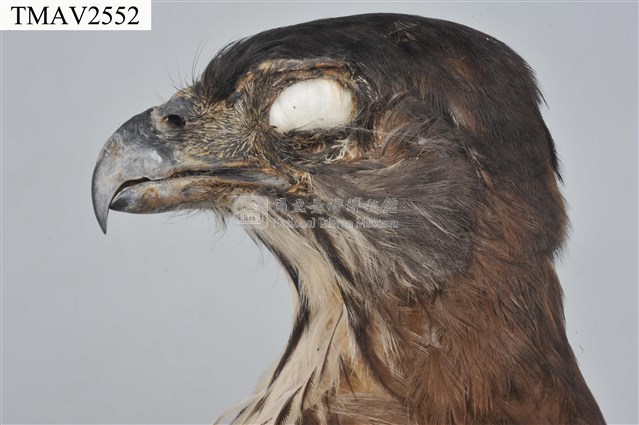 鳳頭蒼鷹藏品圖，第13張