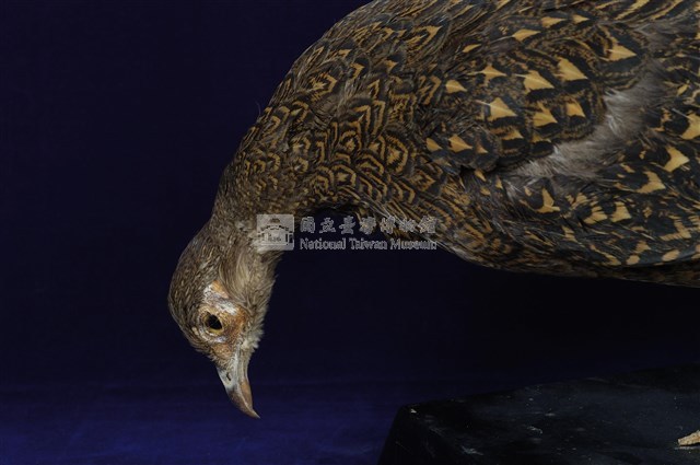 藍腹鷴藏品圖，第15張