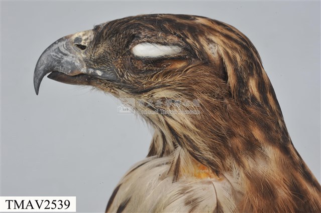 鳳頭蒼鷹藏品圖，第13張
