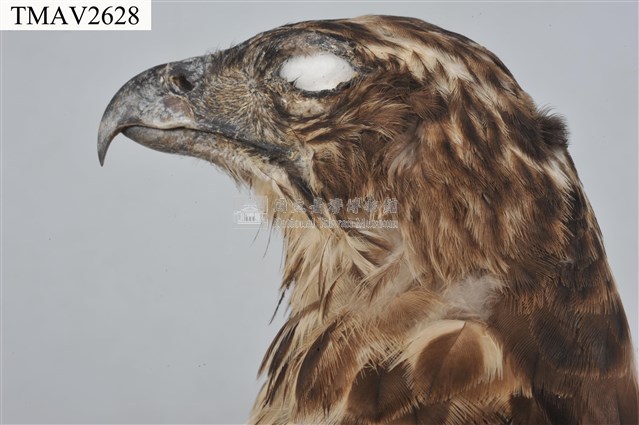 鳳頭蒼鷹藏品圖，第13張