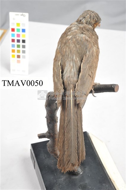 Brown-eared Bulbul Collection Image, Figure 7, Total 13 Figures