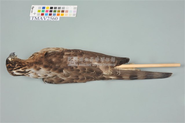 鳳頭蒼鷹藏品圖，第16張