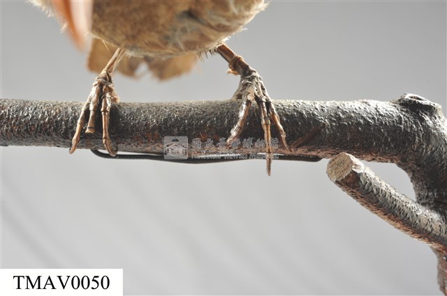 Brown-eared Bulbul Collection Image, Figure 12, Total 13 Figures