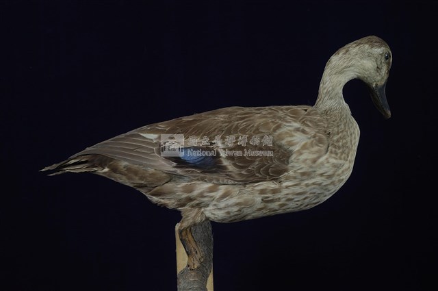 Spot-billed Duck Collection Image, Figure 1, Total 13 Figures