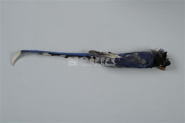 臺灣藍鵲藏品圖，第1張