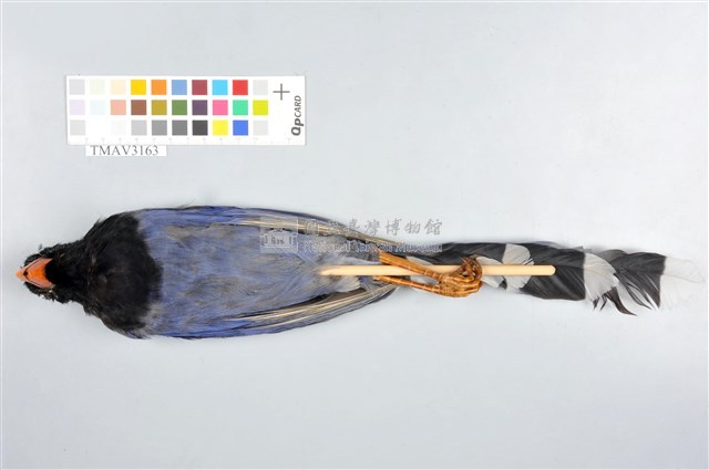 臺灣藍鵲藏品圖，第14張