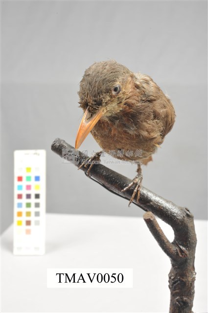 Brown-eared Bulbul Collection Image, Figure 4, Total 13 Figures