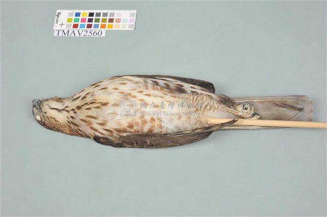 鳳頭蒼鷹藏品圖，第14張