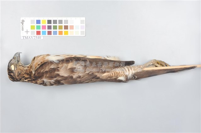 鳳頭蒼鷹藏品圖，第12張
