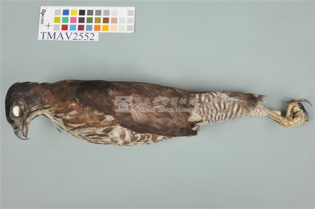 鳳頭蒼鷹藏品圖，第1張