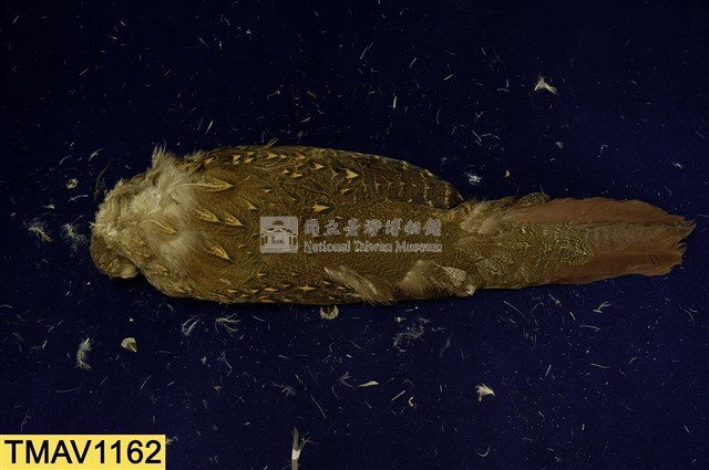 藍腹鷴藏品圖，第8張