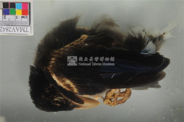 臺灣藍鵲藏品圖，第4張