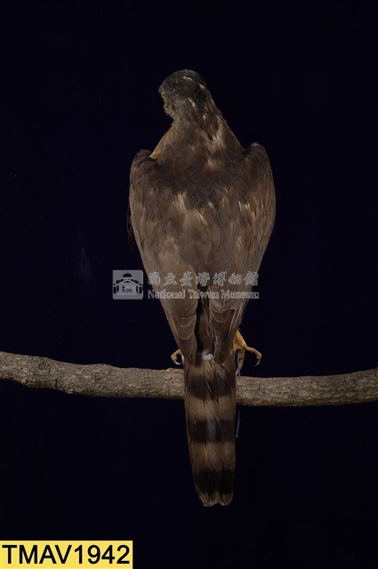 鳳頭蒼鷹藏品圖，第8張