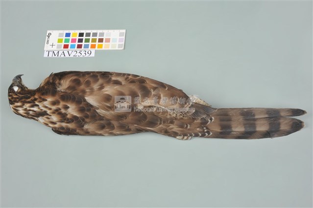 鳳頭蒼鷹藏品圖，第12張