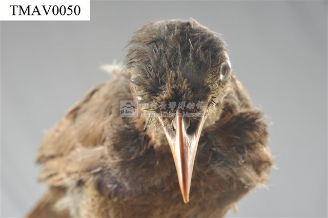 Brown-eared Bulbul Collection Image, Figure 10, Total 13 Figures
