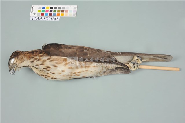 鳳頭蒼鷹藏品圖，第1張