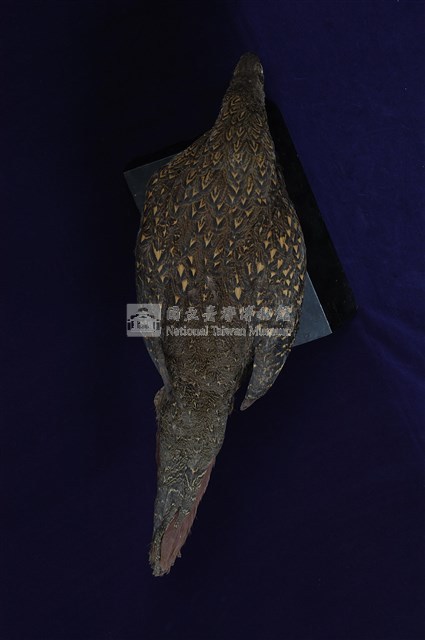 藍腹鷴藏品圖，第13張