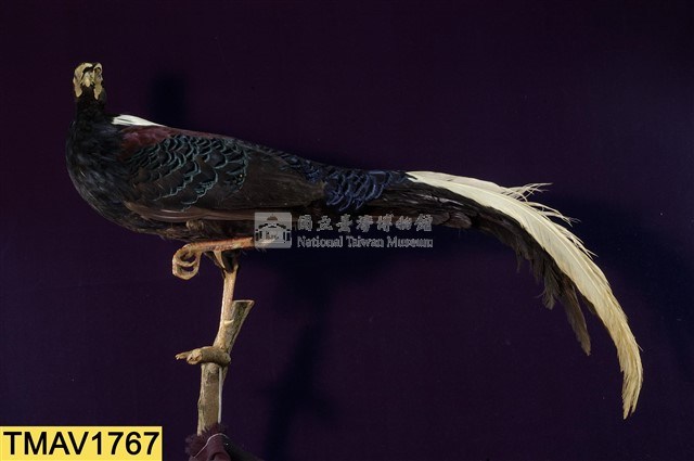 藍腹鷴藏品圖，第8張