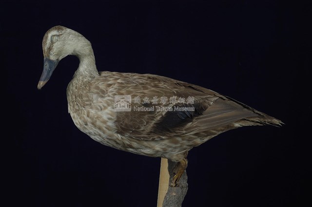Spot-billed Duck Collection Image, Figure 10, Total 13 Figures