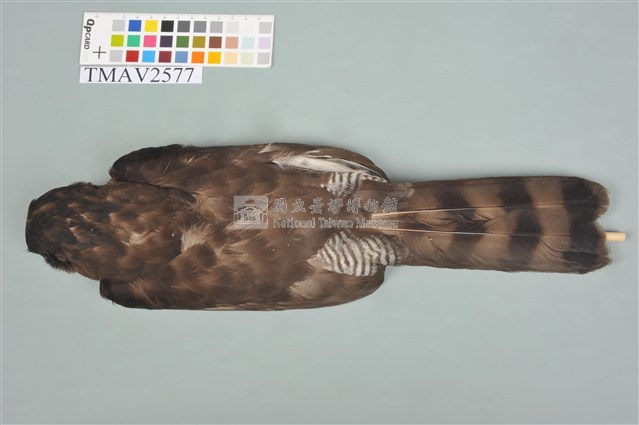 鳳頭蒼鷹藏品圖，第11張