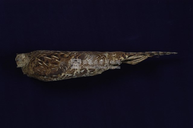 Mikado Pheasant Collection Image, Figure 8, Total 11 Figures