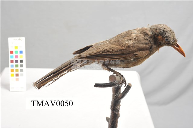 Brown-eared Bulbul Collection Image, Figure 3, Total 13 Figures